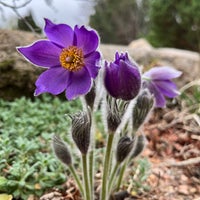 Foto scattata a Denver Botanic Gardens da Shannon P. il 4/6/2024