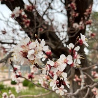 Снимок сделан в Denver Botanic Gardens пользователем Shannon P. 4/6/2024