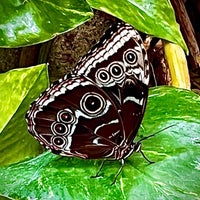 Снимок сделан в Butterfly Pavilion пользователем Shannon P. 5/23/2022