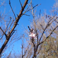 Photo taken at Komabano Park by Nijimu A. on 3/20/2024