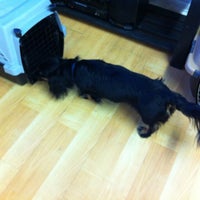 Small hotsell paws daycare