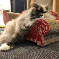 Photo taken at Cat Cafe Calico by 木星 on 9/11/2019