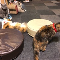 Photo taken at Cat Cafe Calico by 木星 on 9/11/2019