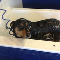 Soggy Paws South Loop 1912 S State St