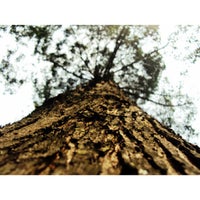 Review Taman Persib (Lapangan Supratman)