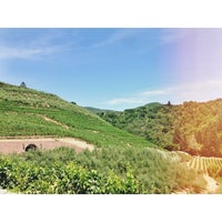 Foto tirada no(a) Petroni Vineyards por Lisa em 6/22/2014