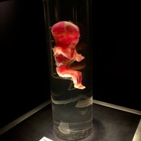 Photo taken at BODIES...The Exhibition by María Alejandra R. on 10/6/2023