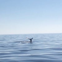 Photo taken at San Diego Whale Watch by Carol W. on 1/17/2017
