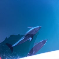 1/17/2017にCarol W.がSan Diego Whale Watchで撮った写真