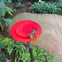 11/11/2022 tarihinde Mr. T.ziyaretçi tarafından Mariposario de Benalmádena - Benalmadena Butterfly Park'de çekilen fotoğraf