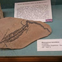 Photo prise au Museo di Storia Naturale, Sezione di Geologia e Paleontologia par Fania P. le9/4/2015