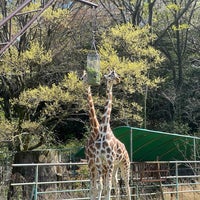 Photo taken at Higashiyama Zoo and Botanical Gardens by Yoshio O. on 4/9/2024