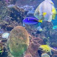 Photo taken at SEA LIFE Melbourne Aquarium by Annis on 6/18/2022