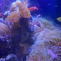 Photo taken at SEA LIFE Melbourne Aquarium by Annis on 6/18/2022