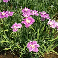 かわつ花菖蒲園 Garden かわつ花菖蒲園 Garden