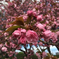 Photo taken at Central Park Cherry Blossoms by Elizabeth F. on 4/23/2016