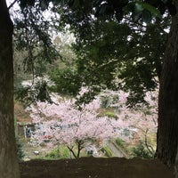 あつぎ飯山桜まつり 飯山5605
