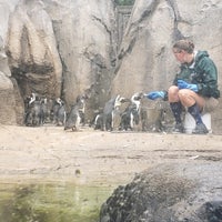 Photo taken at Pritzker Penguin Cove by Samantha B. on 9/9/2020