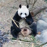 1/8/2013 tarihinde Kerem A.ziyaretçi tarafından Singapore Zoo'de çekilen fotoğraf