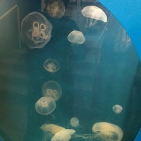 4/7/2019에 Brittany F.님이 Santa Monica Pier Aquarium에서 찍은 사진