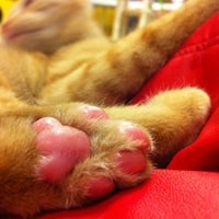 マーサスミス 猫カフェクラブ 127人の訪問者 から 3個のtips 件