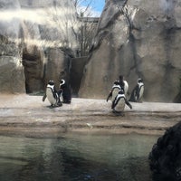 Photo taken at Pritzker Penguin Cove by Anamaria H. on 11/19/2016