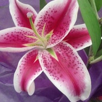 Stephenson S Flowers Gifts Flower Shop