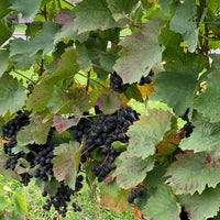 9/27/2021 tarihinde Josica .ziyaretçi tarafından Hector Wine Company'de çekilen fotoğraf