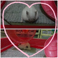 Photo taken at My Hammy Land Pet Shop by Lisa Y. on 2/28/2013