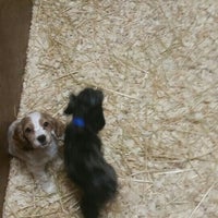 Puppy Barn Springfield Nj