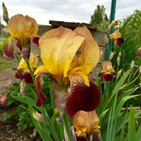 Photo taken at Magnuson Park P-patch by Kerry M. on 4/28/2015