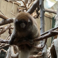 Photo taken at Central Park Zoo by Joshua G. on 4/26/2024