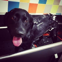 petco unleashed powell