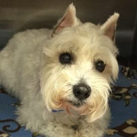 Santa anita animal hospital sales