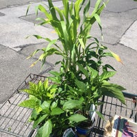 The Dees Nursery Florist 69 Atlantic Ave Photo Taken At The Dees 39 Nursery Amp Florist By
