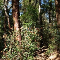 Arboretum de la Universidad Austral de Chile Fundo Teja Norte
