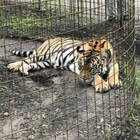Photo taken at Big Cat Rescue by Nick K. on 7/15/2018