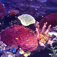 Foto scattata a Antalya Aquarium da М Г. il 10/21/2012