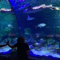 Photo taken at SEA LIFE Charlotte-Concord Aquarium by Rachel D. on 7/10/2022