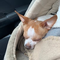 jm pet resort grooming