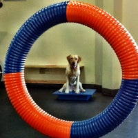Zoom Room Dog Training Pet Service In Allandale