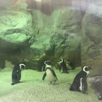 Photo taken at African Penguin by Rhea on 8/27/2016