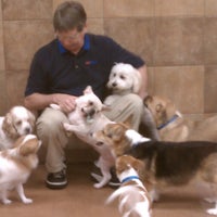 Doggie day camp petsmart 2025