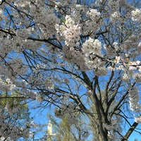 Photo taken at Cherry Blossoms by Aaron P. on 3/25/2024
