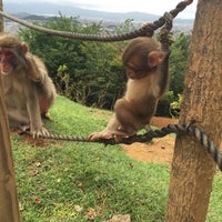 嵐山モンキーパーク いわたやま Monkey Park Iwatayama 西京区嵐山元録山町8 嵐山モンキーパーク いわたやま Monkey Park Iwatayama 西京区嵐山元録山町8
