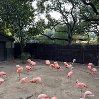 Photo taken at Houston Zoo by Steven A. on 1/13/2024