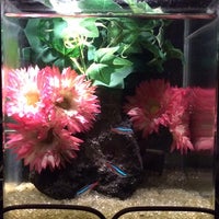 鳳仙花 笹島町 名古屋市 愛知県