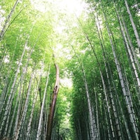 Photo taken at Arashiyama Bamboo Grove by Mooksy ♔. on 9/9/2015