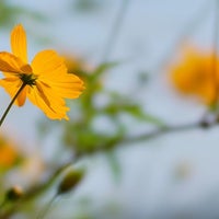 しまばら芝桜公園 Park In 島原市