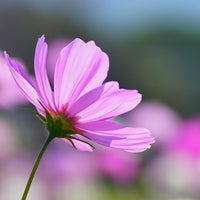 しまばら芝桜公園 Park In 島原市 しまばら芝桜公園 Park In 島原市